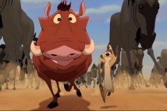 wildebeests