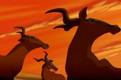 antelope