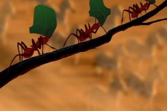 ants