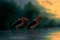birds
