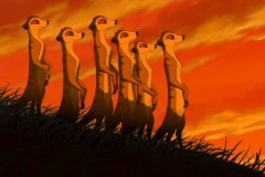 meerkats